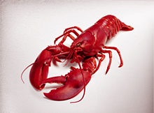 Lobster Festival thumbnail image